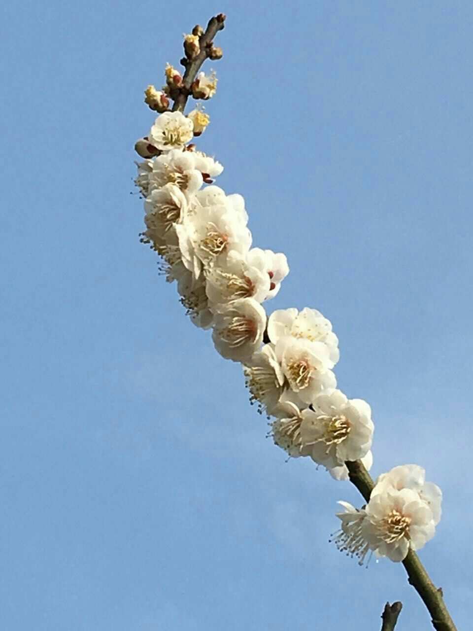 辰山植物园河津河津樱迎来最佳观赏期花开
