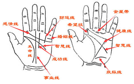 手相图解 智慧线图片